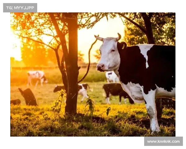 马祖拉称波津表现为生涯典范:一直以来的稳定输出(波兰马祖里) 马祖拉称波津表现为生涯典范:一直以来的稳定输出(波兰马祖里)